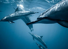 开云首页入口-WTT重庆冠军赛：周启豪1-3不敌林昀儒止步16强